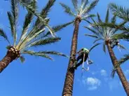 Podas en altura de palmeras Girona